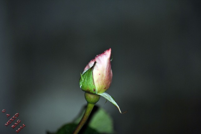 rose bud