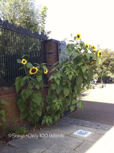sunflower fence.jpg